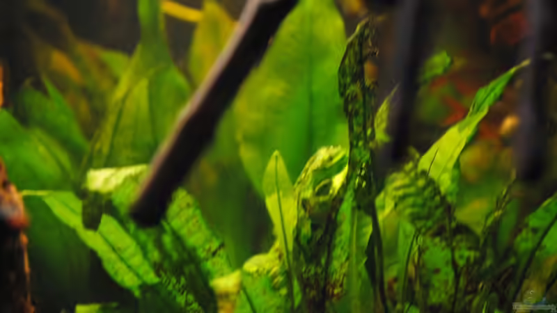 Aquarium Becken 14683 von holzmichel (6)