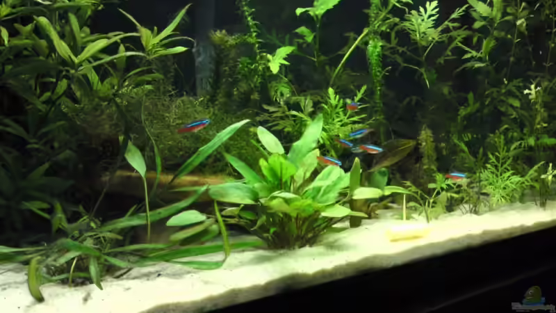 Aquarium Becken 14701 von Rebel (2)