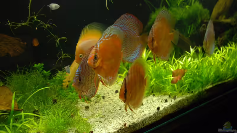 Aquarium Becken 14709 von naitsabeS (11)