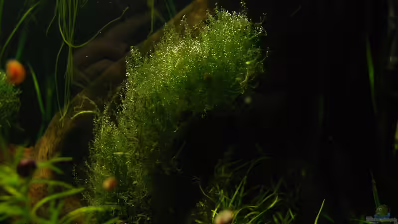 Aquarium Becken 14709 von naitsabeS (12)