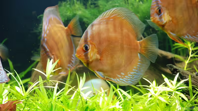 Aquarium Becken 14709 von naitsabeS (2)