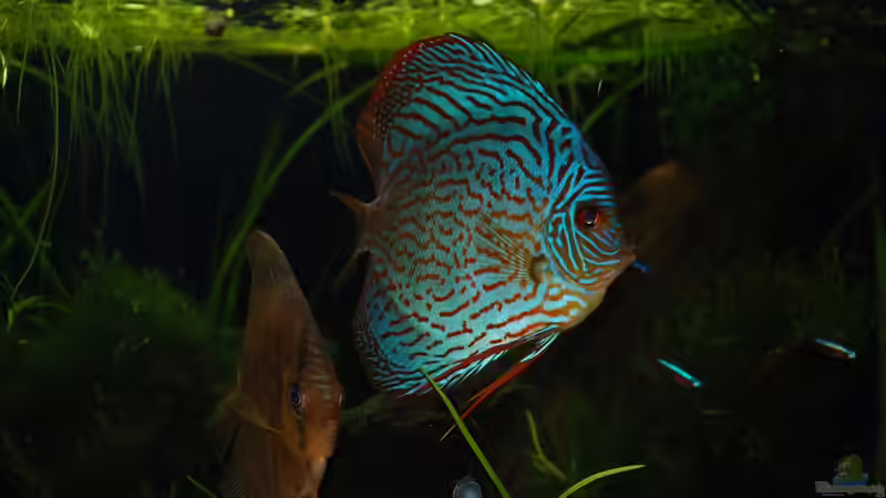 Aquarium Becken 14709 von naitsabeS (3)