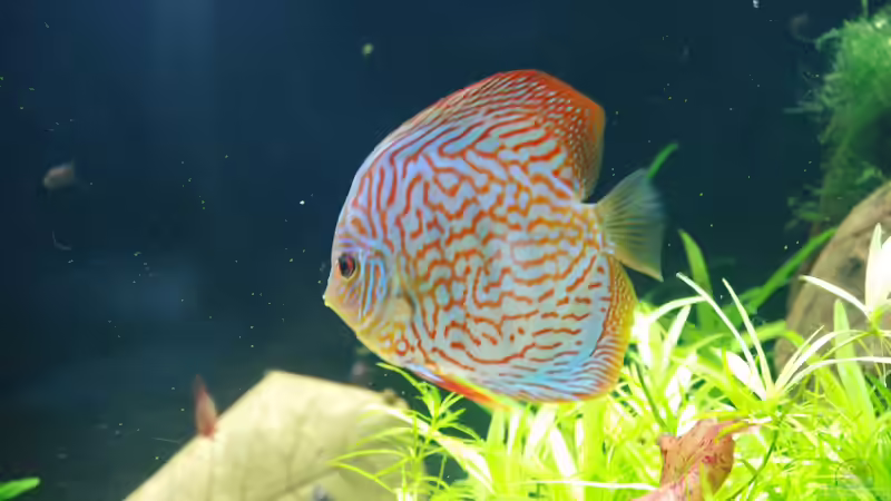 Aquarium Becken 14709 von naitsabeS (4)