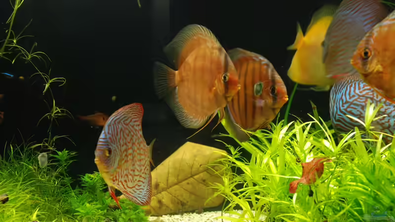 Aquarium Becken 14709 von naitsabeS (7)