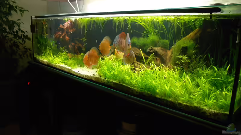 Aquarium Becken 14709 von naitsabeS (9)