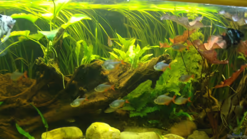 Aquarium Becken 14713 von Steve Gerecke (3)