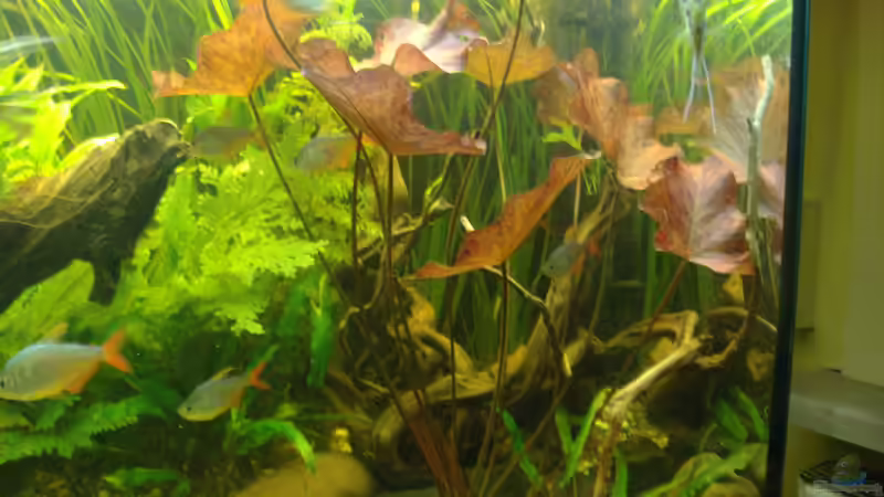 Aquarium Becken 14713 von Steve Gerecke (5)