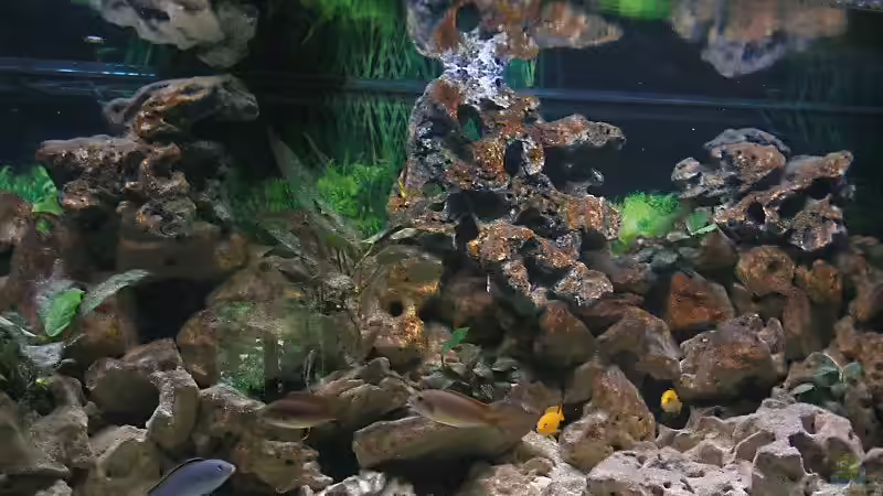 Aquarium Becken 1472 von Thomas Bauer (2)