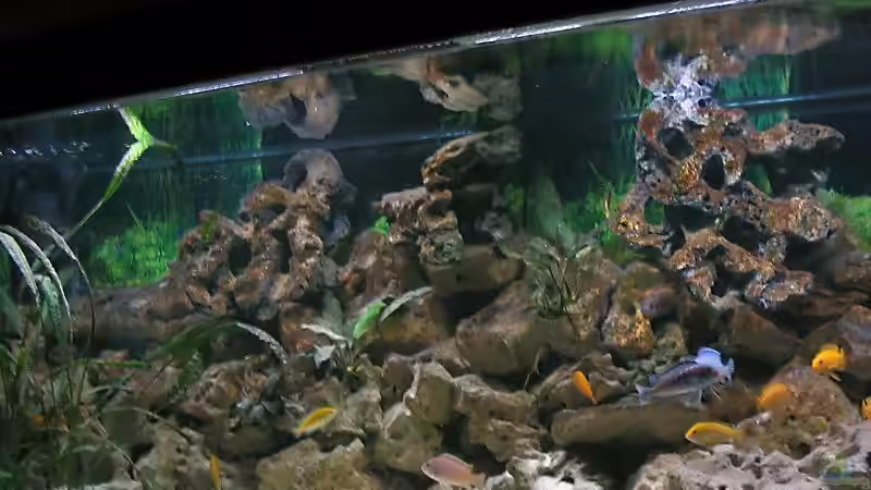 Aquarium Becken 1472 von Thomas Bauer (3)