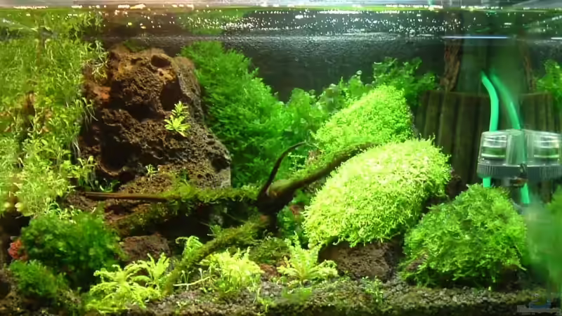 Aquarium Becken 1474 von Timo Wünsche (10)