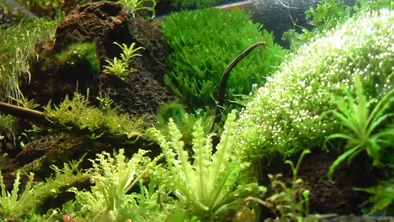 Aquarium Becken 1474 von Timo Wünsche (11)