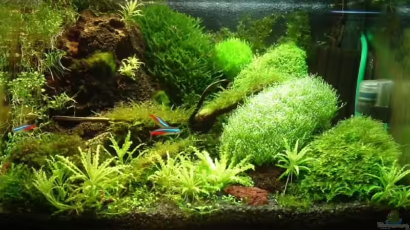 Aquarium Becken 1474 von Timo Wünsche (12)