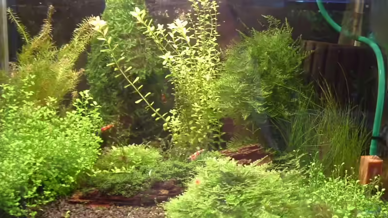 Aquarium Becken 1474 von Timo Wünsche (5)