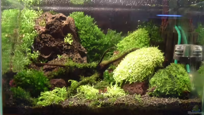 Aquarium Becken 1474 von Timo Wünsche (9)