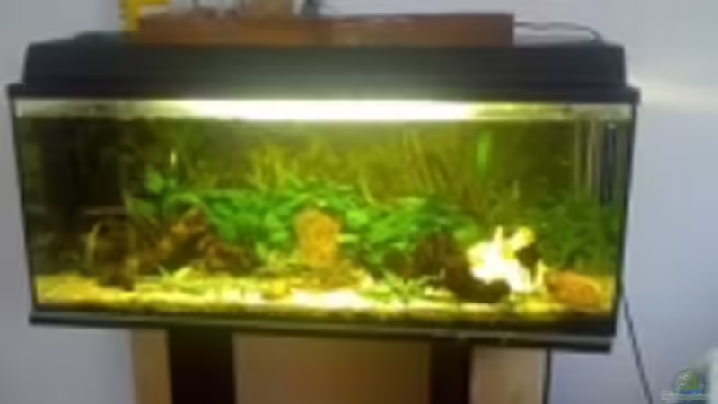 Aquarium Becken 14782 von Felix Braune (2)