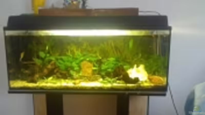 Aquarium Becken 14782 von Felix Braune (4)