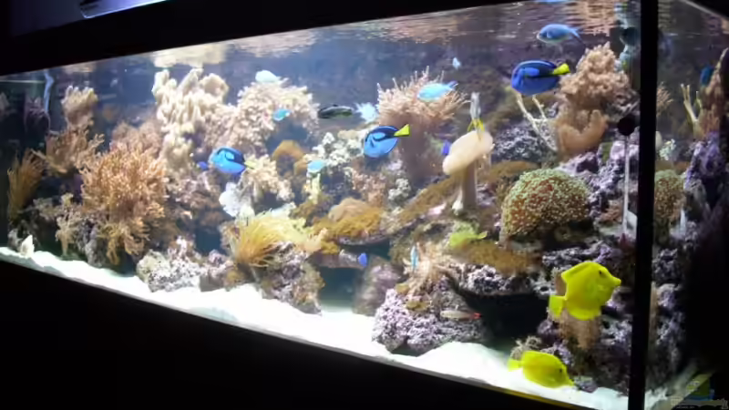 Aquarium Becken 14792 von EX-MALAWI (4)