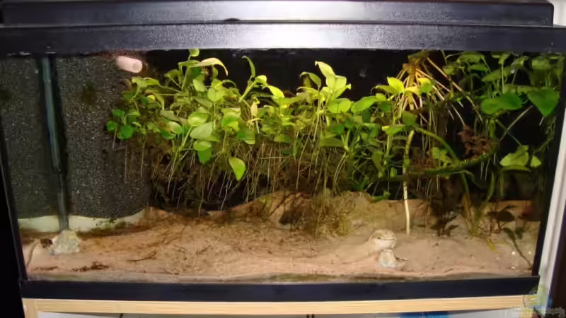 Aquarium Becken 1480 von Johannes Netz (2)