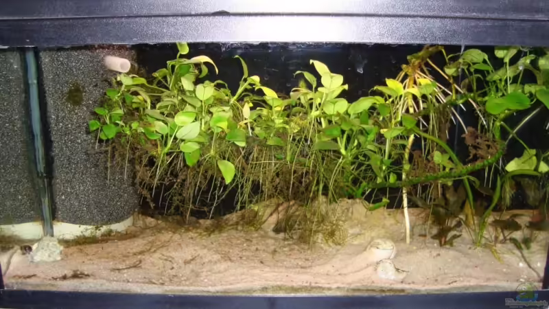 Aquarium Becken 1480 von Johannes Netz (3)