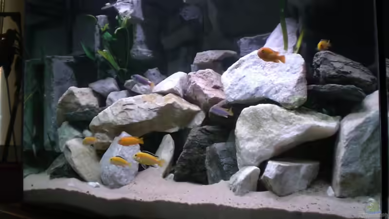 Aquarium Becken 14812 von Ingo Pöck (2)