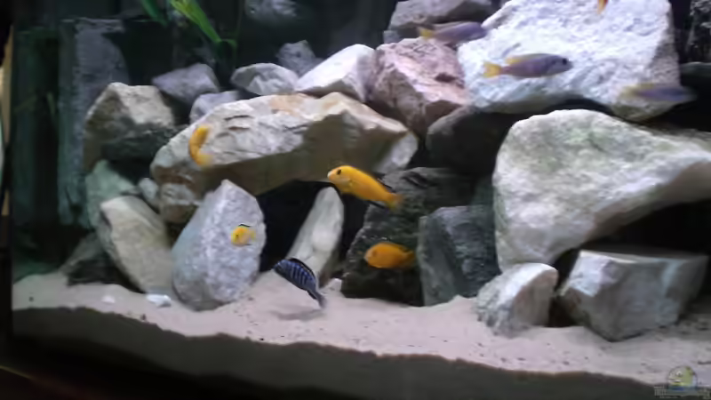 Aquarium Becken 14812 von Ingo Pöck (3)