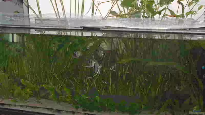 Aquarium Becken 1483 von Marco Meyer (10)