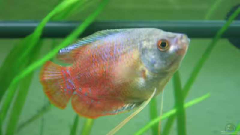 Aquarium Becken 1485 von Vanessa Kopf und Sebastian Krauß (2)