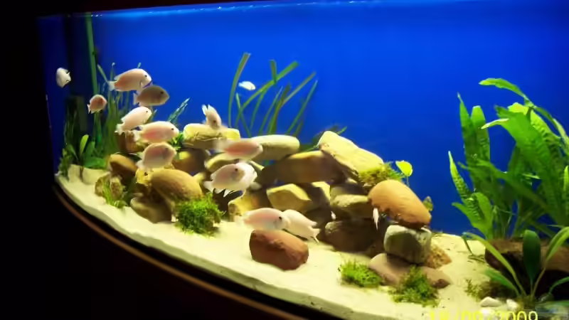 Aquarium Becken 14859 von jens70 (2)