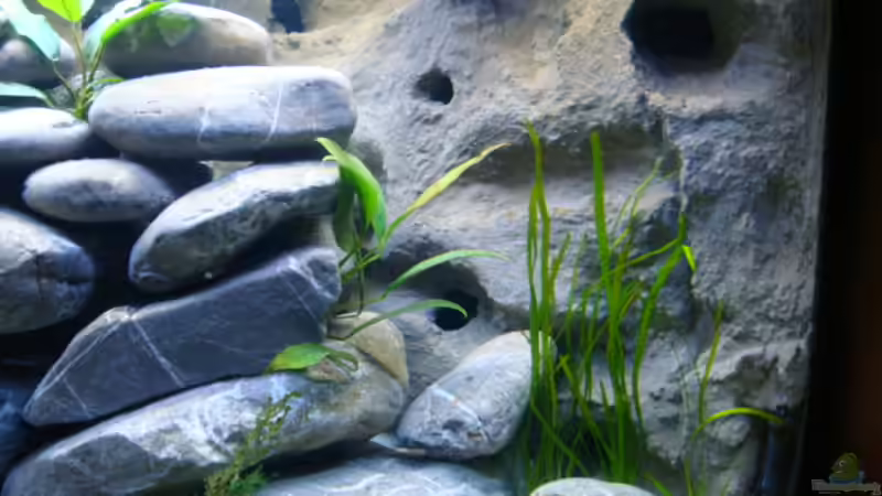 Aquarium Becken 14894 (nur noch Beispiel) von wadde (3)