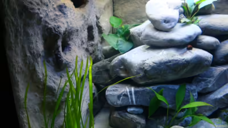 Aquarium Becken 14894 (nur noch Beispiel) von wadde (4)