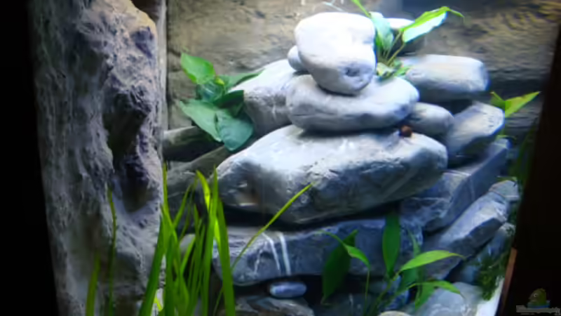 Aquarium Becken 14894 (nur noch Beispiel) von wadde (5)