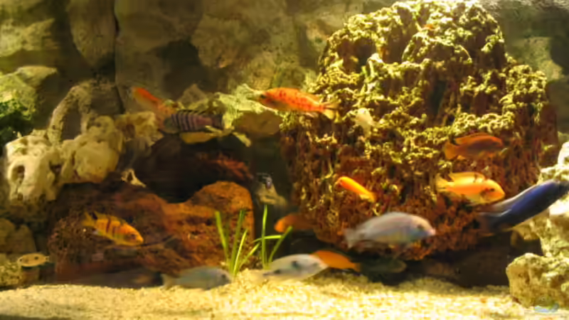 Aquarium Becken 1493 von Andrea Linge (2)