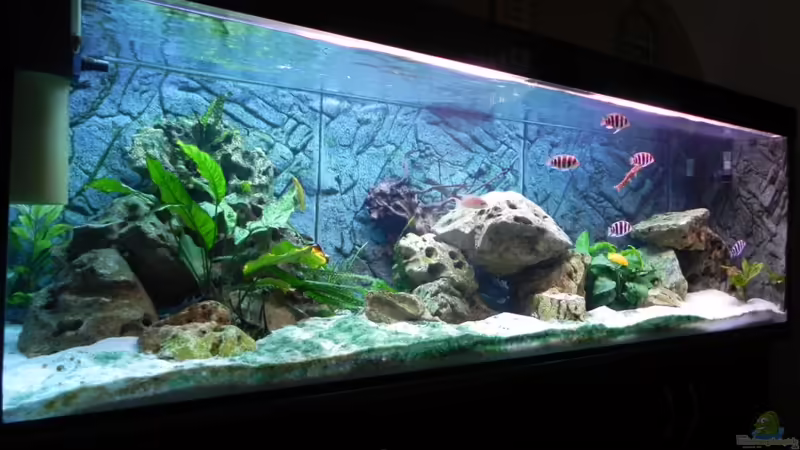 Aquarium Becken 14942 von Max1 (4)