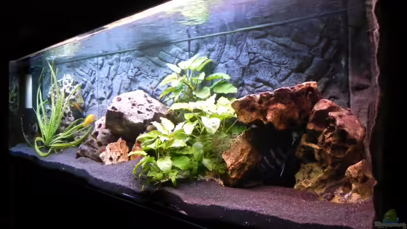 Aquarium Becken 14942 von Max1 (8)