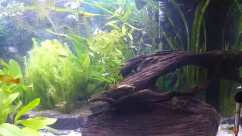 Aquarium Becken 14967 von Cia (2)