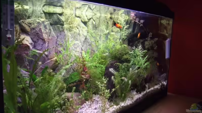 Aquarium Becken 14997 von Thomas Burger (3)