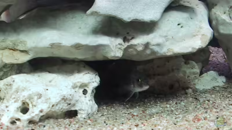 Aquarium Becken 15 von Norbert Philipp (2)