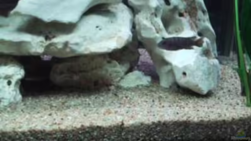 Aquarium Becken 15 von Norbert Philipp (3)