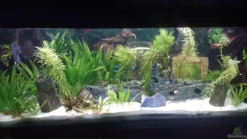 Aquarium Becken 15081 von Chris Krabbe (3)