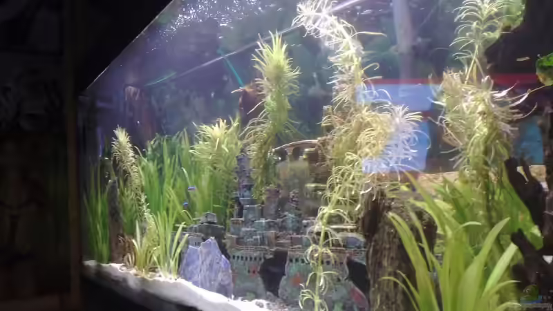 Aquarium Becken 15081 von Chris Krabbe (4)