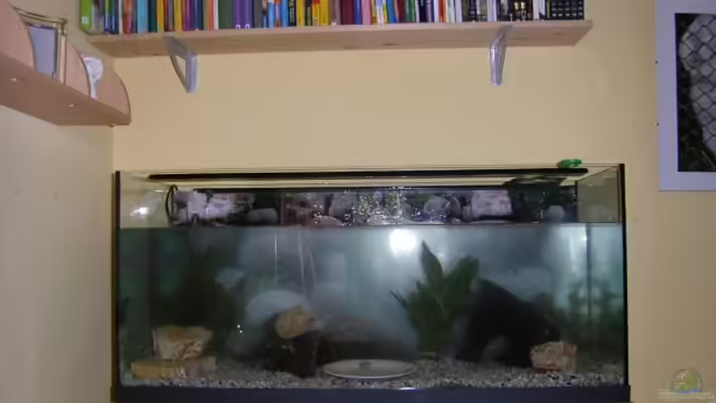 Aquarium Becken 15088 von Miri (4)