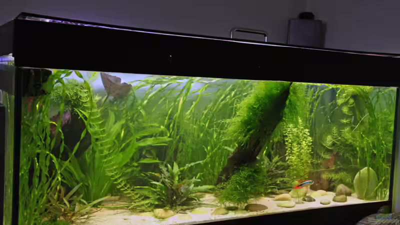 Aquarium Becken 1509 von Heiko Oettert (2)