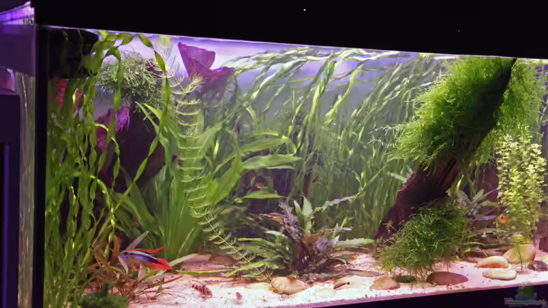 Aquarium Becken 1509 von Heiko Oettert (3)