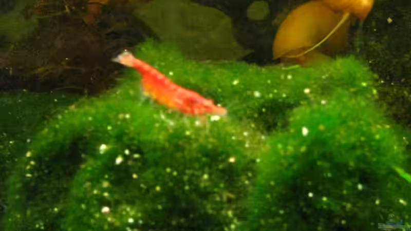 Aquarium Becken 15147 von frank64 (2)