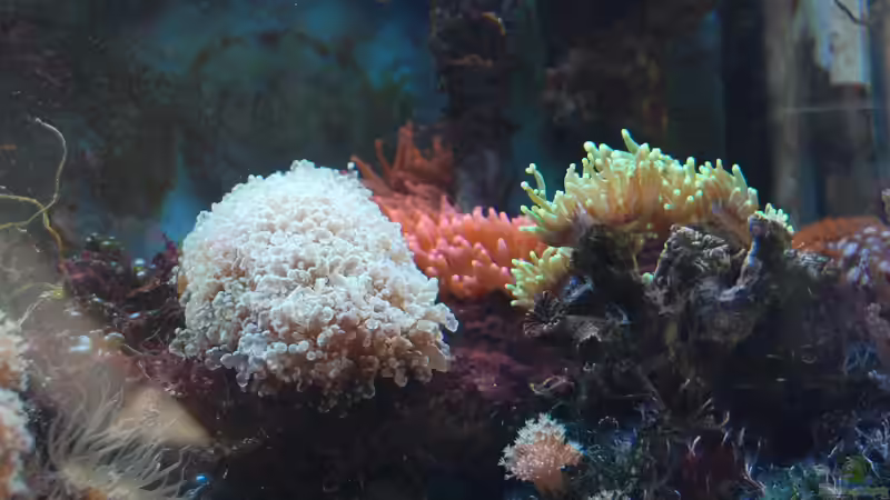 Aquarium Becken 15157 von Björns aqua (4)