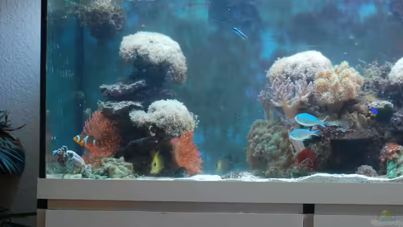 Aquarium Becken 15157 von Björns aqua (5)