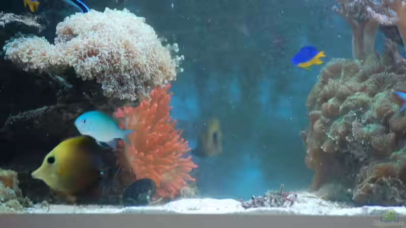 Aquarium Becken 15157 von Björns aqua (7)