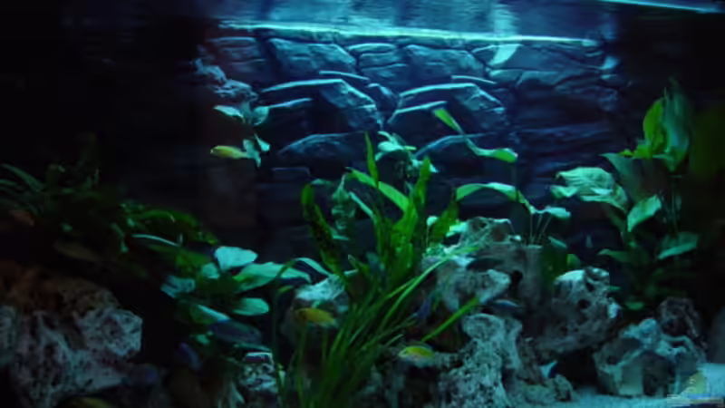 Aquarium Becken 152 von Thomas Freund (2)