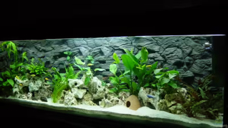 Aquarium Becken 152 von Thomas Freund (3)