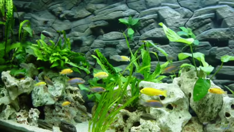 Aquarium Becken 152 von Thomas Freund (4)